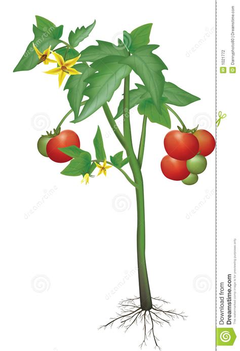 If a flower has all four of these key parts, it is considered to be a complete flower. Tomatenpflanze stock abbildung. Illustration von frisch ...