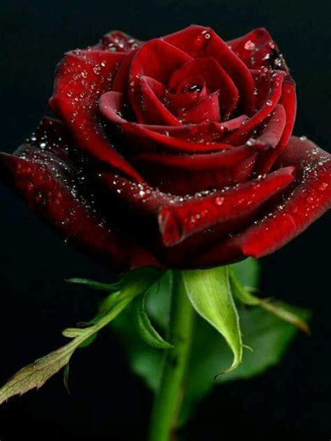 Pin By Assad On Flowers Beautiful Rose Flowers Beautiful Red Roses
