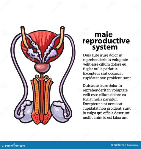 Sistema Riproduttivo Maschio Illustrazione Vettoriale Illustrazione Di Illustrazione Pubblico