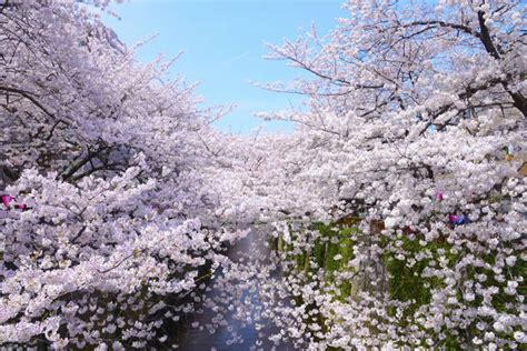 10 Places In Tokyo To See Cherry Blossoms This Spring