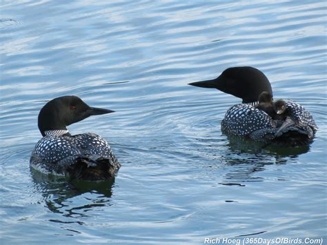 Day 164: Common Loon Parents and Chicks (photos) | 365 Days of Birds