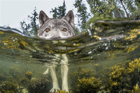 Wolf Nature Water Lake Forest Wallpapers Hd Desktop