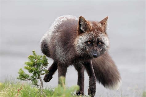 Domesticated Grey Fox