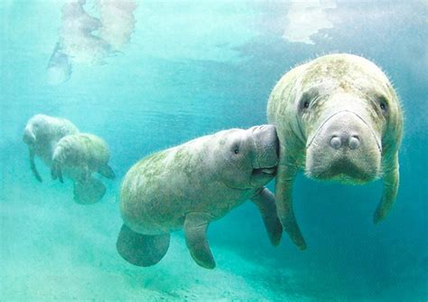 West Indian Manatee Facts Habitat Diet Adaptations Pictures