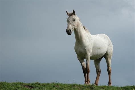 Horse Nature White Horse Animal Equine Pre Pikist