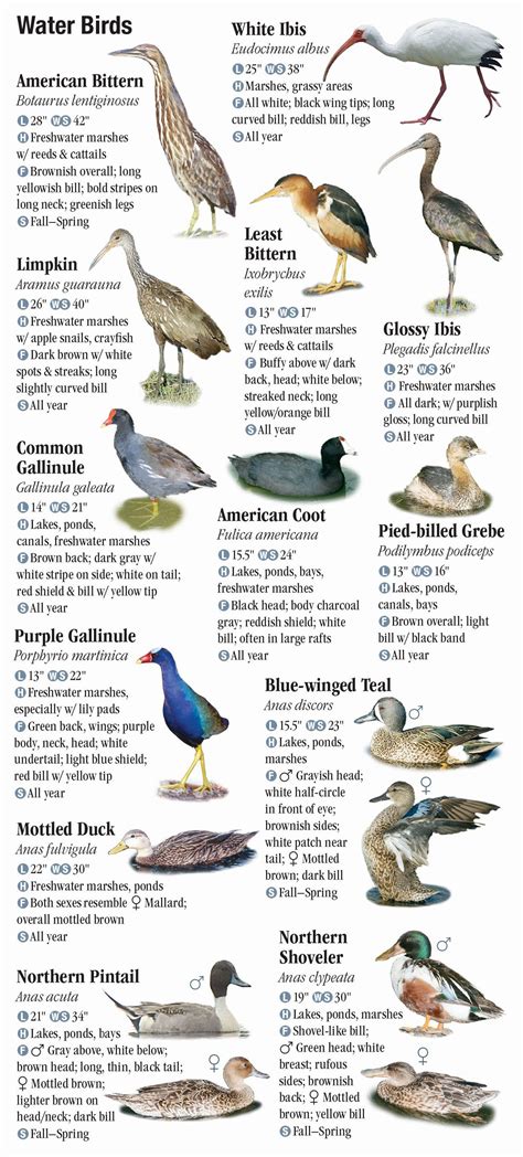 Birds Of Southeast Florida Quick Reference Publishing