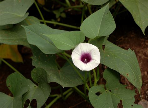 Ipomoea Batatas Sweet Potato Convolvulus Batatas