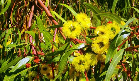 My favourite flower quotes and verses. Our Gondwanan gum trees - Australian Geographic