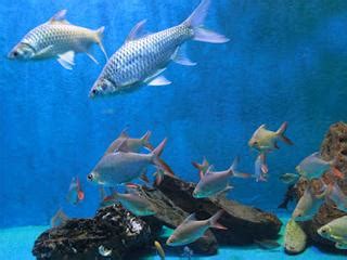 Jom melawat aquarium batu maung penang. Penang Aquarium, Penang