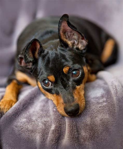 This Is What My Dog Looks Like But She Is Way More Fat Mini Pinscher