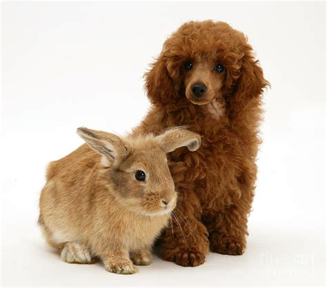 Red Toy Poodle Pup With Lionhead Cross Photograph By Mark Taylor Fine