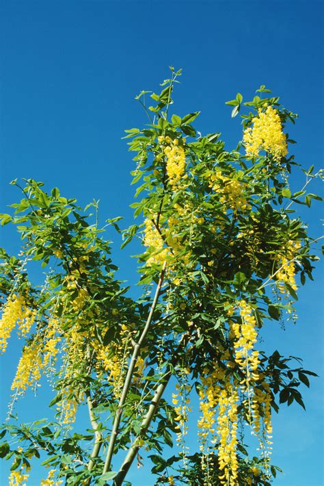 Large Tree With Yellow Flowers