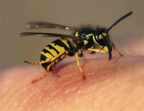 How To Treat A Paper Wasp Sting At Home How I Get Rid Of