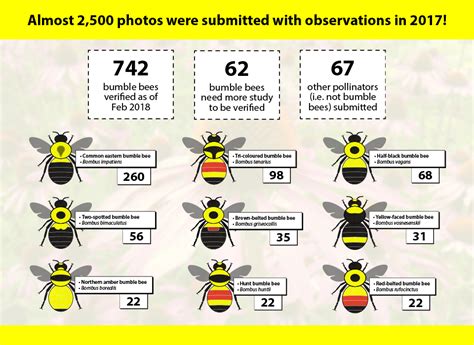 The Number Of Bees Is Shown In This Chart