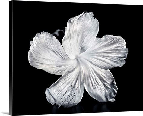 Close Up Of A White Hibiscus Wall Art Canvas Prints Framed Prints