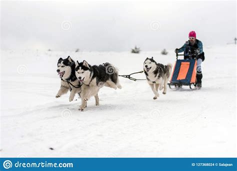 Dog Sledding Race With Huskies Editorial Stock Image Image Of