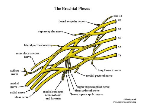 Brachial Plexus Color Diagram