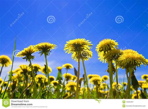 Yellow Dandelions In The Meadow Clear Solar Summer Stock Image Image