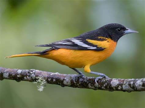 Baltimore Oriole East Celebrate Urban Birds