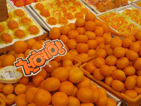 Hallabong Mandarin Oranges Korea Guide