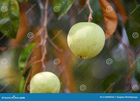 Chrysophyllum Cainito Or Star Apple Hanging On Tree Caimito Fruit