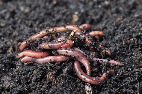 Garden Worms Renuable Resources Campbell River Landscape Product