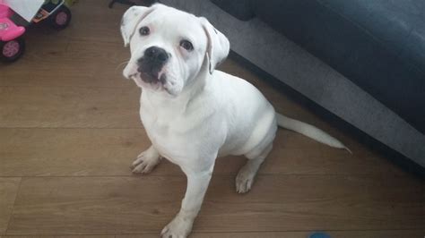 Advice from breed experts to make a safe choice. American bulldog puppy for sale | St Helens, Merseyside | Pets4Homes