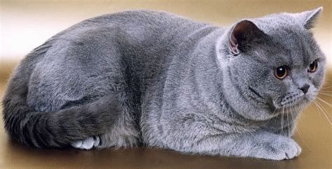 20 Things You Didnt Know About The British Shorthair