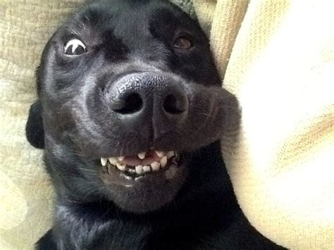 24 Dogs Making The Most Hilarious Faces Life With Dogs