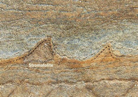 The determination of the age of old material (such as an archaeological or paleontological specimen) by means of the content of carbon 14 other words from carbon dating example sentences learn more about carbon dating other words from carbon dating Problems with dating fossils | CHAPTER 7. 2019-10-18