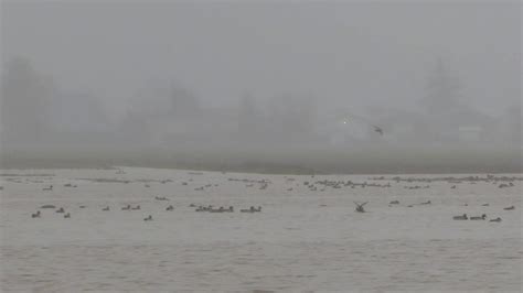 Mallard And Pintail Ducks Loving The Flooded Farm Fields Of Skagit