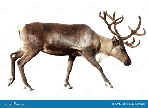 Reindeer Isolated Over White Stock Photo Image Of Deer White 28947466