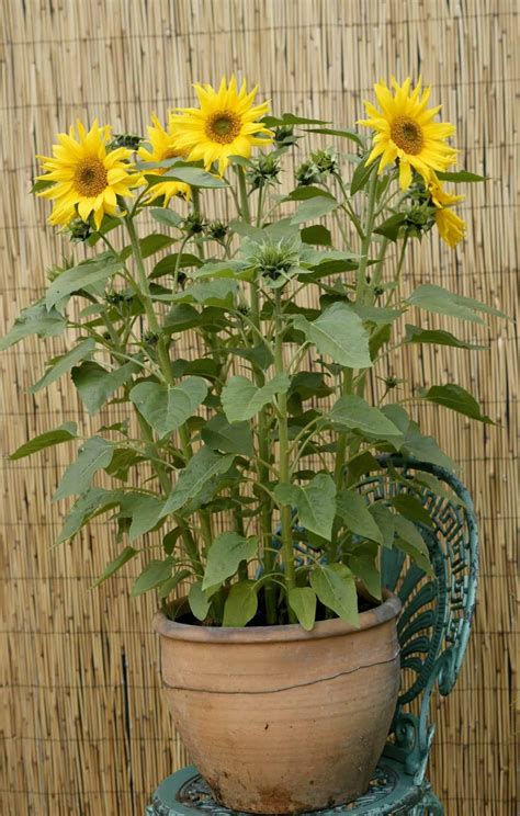 Growing Sunflowers In Pots 🌻 🌱 Tips For Flourishing Blooms