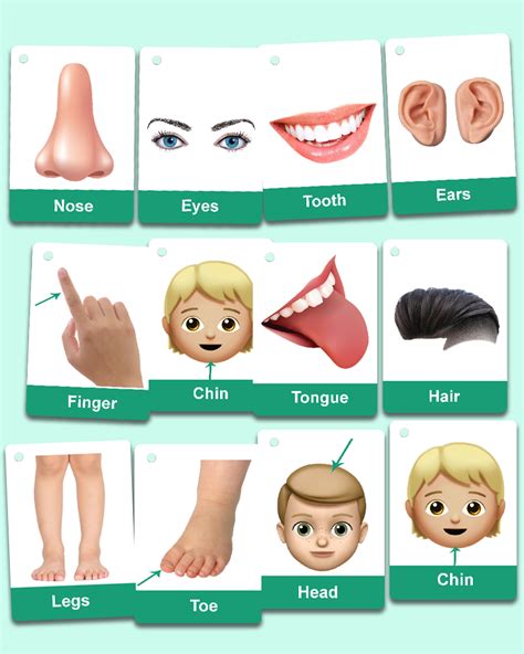 Best Human Body Parts Flashcards For Toddlers 2022 Zstore