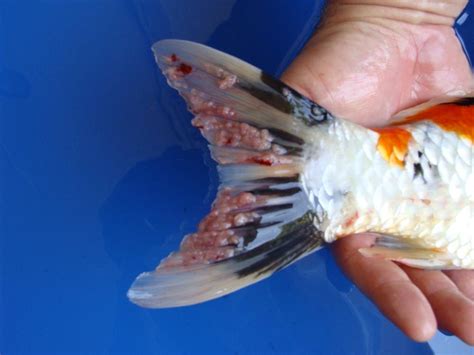 Controversial Health Issues For Koi