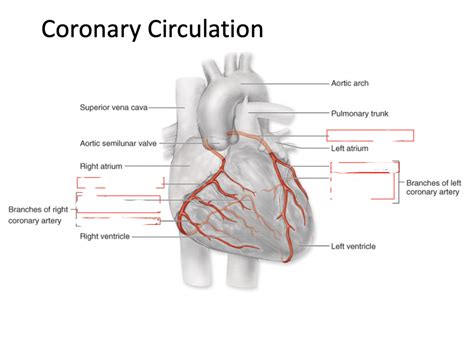 Coronary Circulation Diagram Quizlet