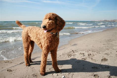 Sadie is a goldendoodle and will have f1b puppies. 22 best Remmy grooming images on Pinterest | Doggies ...
