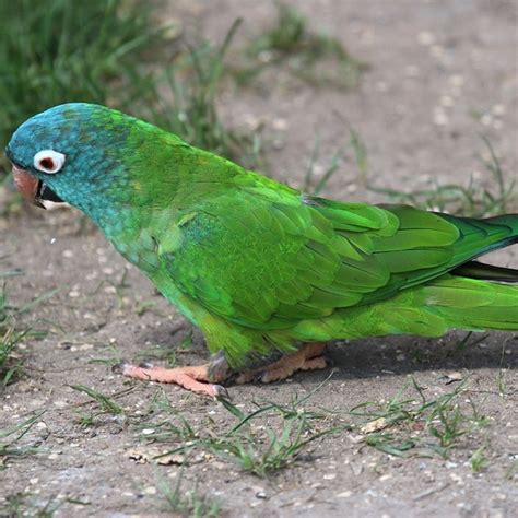 Buy Blue Crown Conure For Sale Novan Birds For Sale