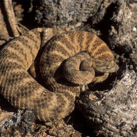 Adult Male Tiger Rattlesnake Crotalus Tigris Photograph By Chris Download Scientific