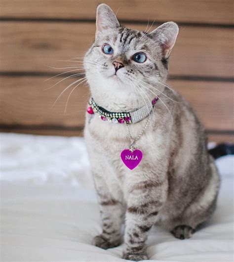 Our Founder Specifically Made This Collar For The Famous Nala The Cat