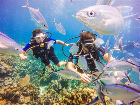 Passion Paradise | Dominican Republic scuba & snorkeling excursions