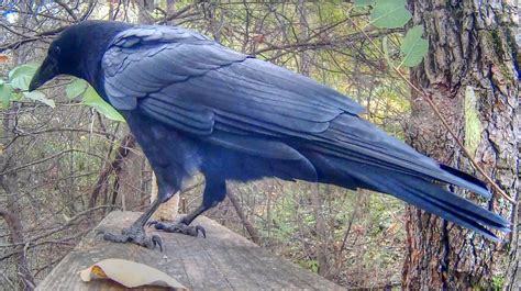 Backyard Birdingand Nature Crow Calling Close Up