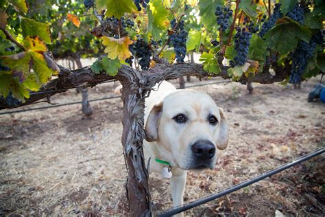Dogs In The Vineyard Gorham Vineyards