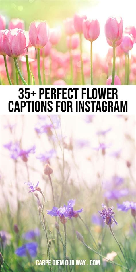 Spring Flowers Backlit And Text 35 Perfect Flower Captions For Instagram Flower Captions For