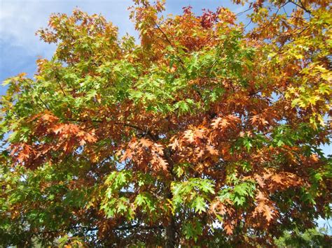 17 Of The Most Popular Fast Growing Shade Trees For Your Yard Garden