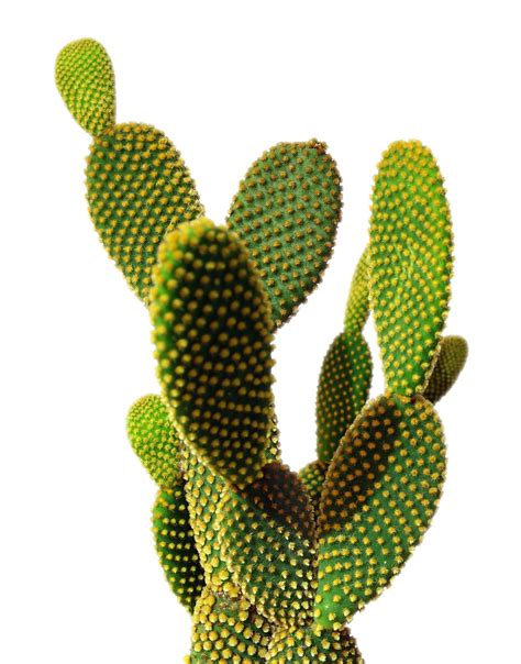 Cactus Hd Png Transparent Cactus Hdpng Images Pluspng