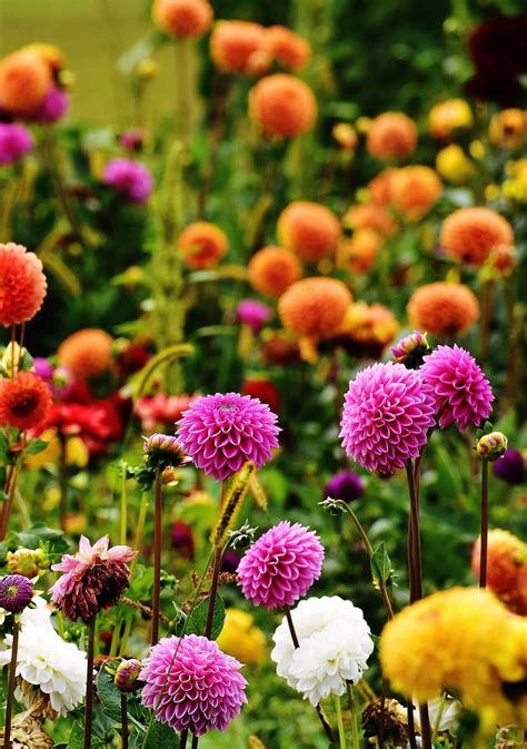 Flores De Otoño 14 Plantas Fáciles De Cuidar Para Disfrutar De Un