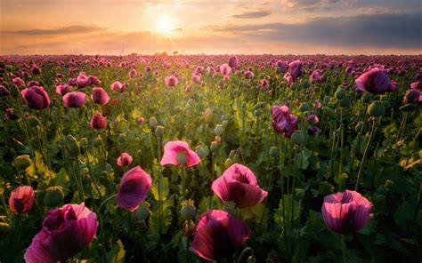 Download Wallpapers Pink Poppies Evening Sunset Wildflowers Purple