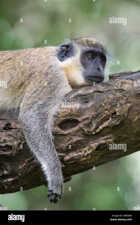 Green Monkey Chlorocebus Sabaeus In Tree Bijilo Forest Park Gambia