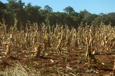 Seca Extrema E Prolongada Afeta Agricultura No Brasil E Na Argentina